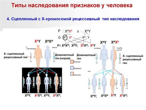 Генетический фактор и рост волос