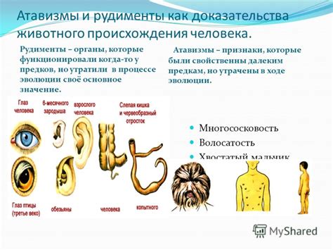 Генетическое наследие и атавизмы