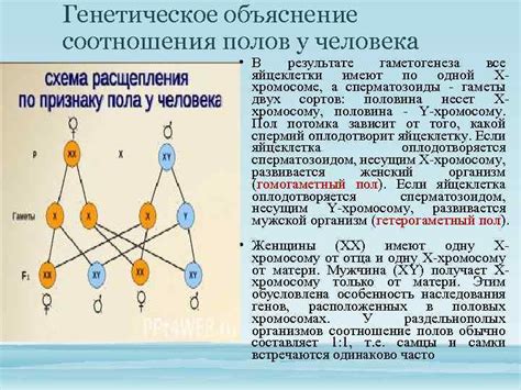 Генетическое объяснение