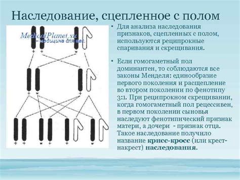 Генетическое объяснение механизма половинок