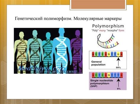 Генетическое полиморфизм: разнообразие генетических вариантов