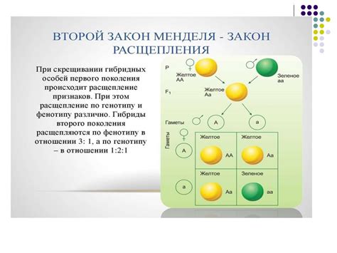 Генный состав гамет