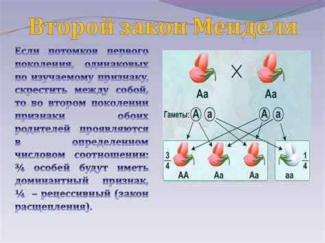 Генотип и фенотип: ключевые понятия генетики