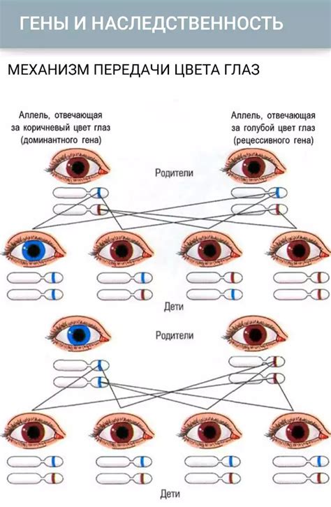Гены и наследование цвета глаз