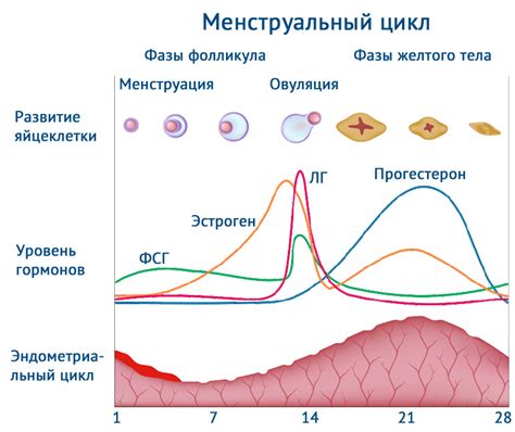 Гигиенические проблемы и гормональные изменения