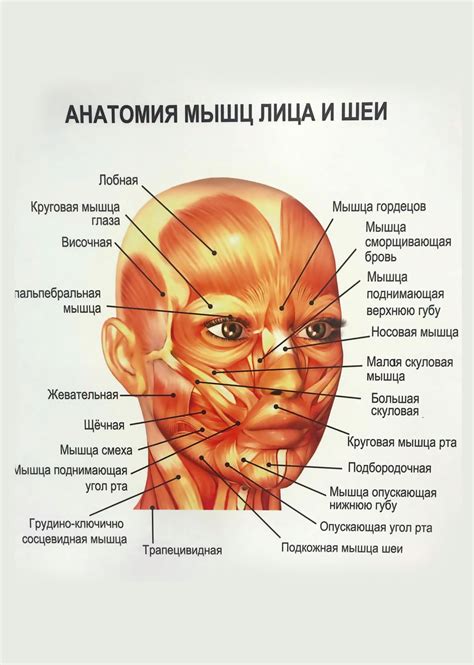 Гиперактивность мышц лица