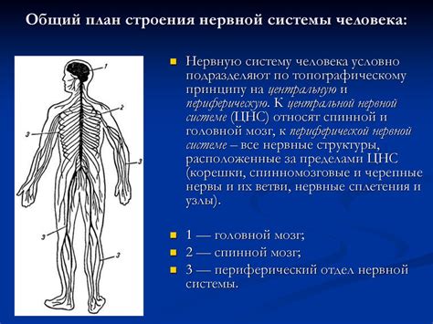 Гиперстимуляция нервной системы