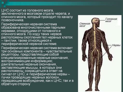 Гиперстимуляция нервных окончаний