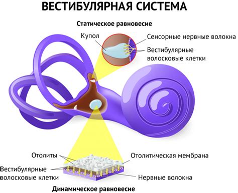 Гипотония и головокружение