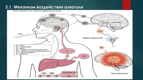 Глава 2: Влияние алкоголя на организм