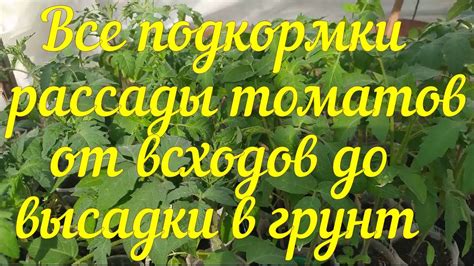 Глава 6: Техники подкормки разных типов растений