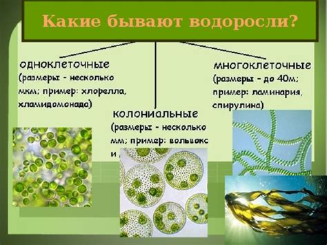 Главные особенности водорослей