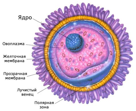 Главные особенности пустых яйцеклеток