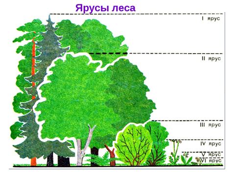 Главные слои растительности в лесу