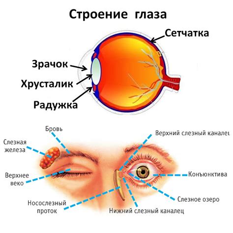 Глаза и их особенности