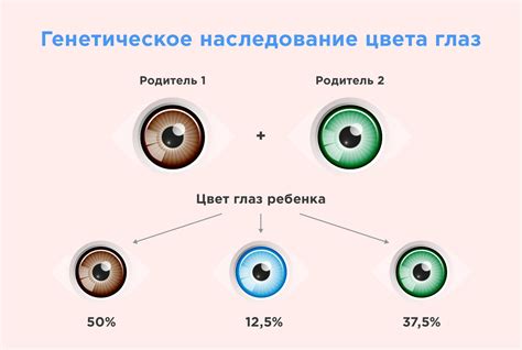 Глаза как результат сочетания генов