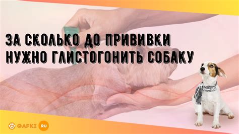 Глистогонить собаку после прививки: какое количество процедур следует выполнить и почему это важно