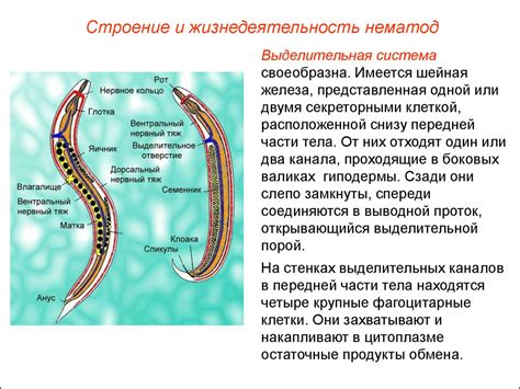 Глисты: основные виды и применение антигельминтиков