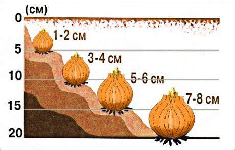 Глубина посадки луковиц