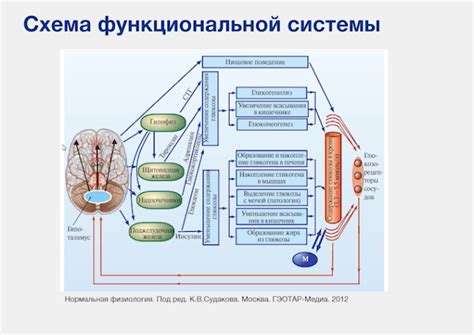 Глюкоза и гормональная регуляция