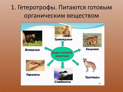 Головастики: организм и особенности