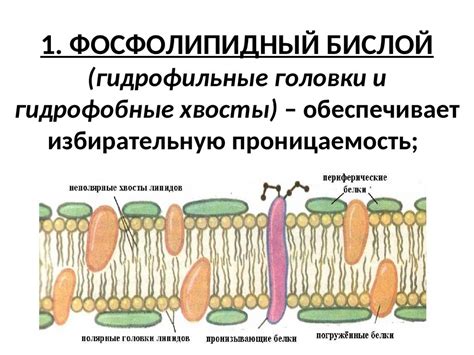 Головки гидрофильные