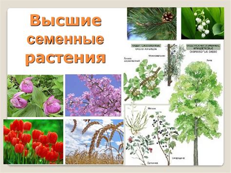 Голосеменные растения - высшие семенные растения