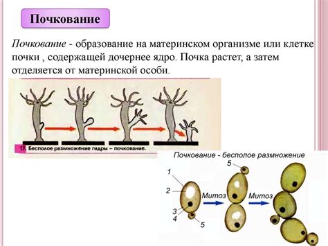 Голубиное размножение: общая информация