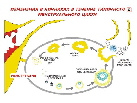 Гормональные изменения в организме: