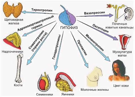 Гормональные изменения и физиология организма