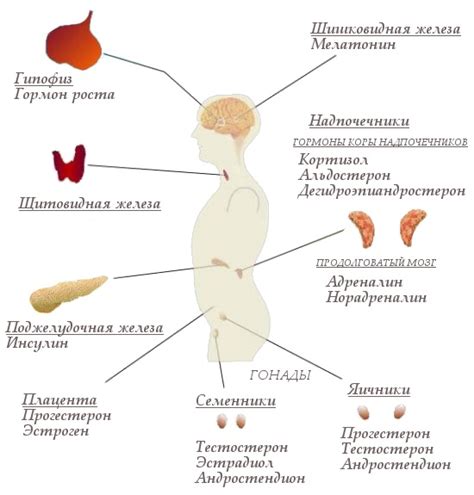 Гормональный фон и его влияние