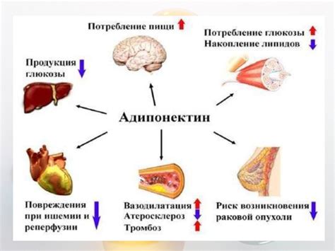 Гормоны, вырабатываемые жировой тканью