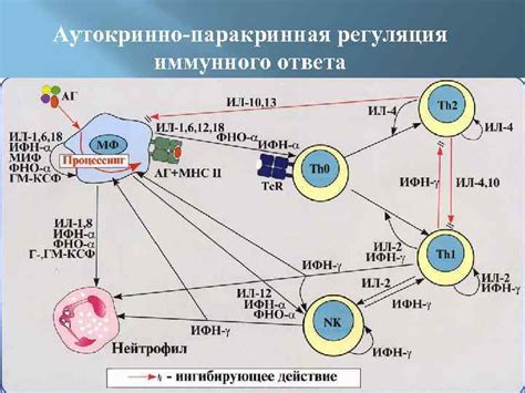 Гормоны: регуляторы иммунной системы