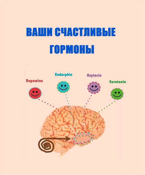 Гормоны: что это и как они работают