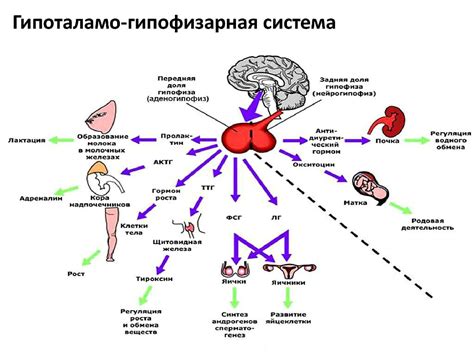 Гормоны: что это такое?