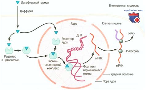 Гормоны и белки-сигнализаторы