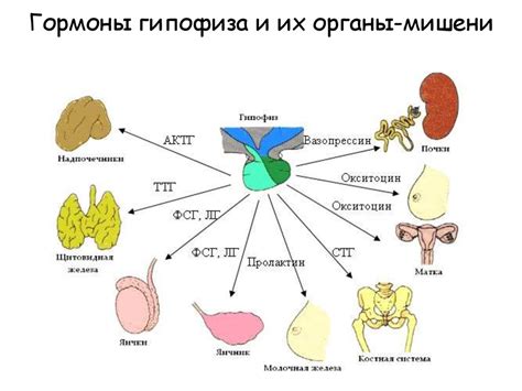 Гормоны и индивидуальные экскреты