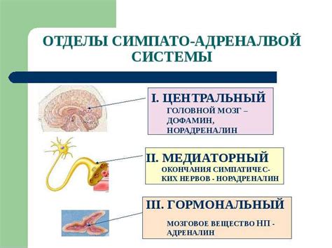 Гормоны и их влияние на метаболизм