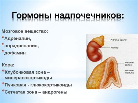 Гормоны и сигналы, регулирующие окраску листьев рябины