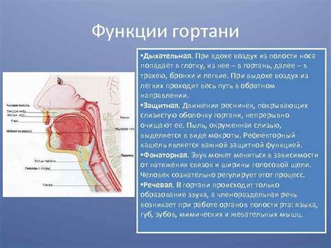 Гортань и её связь с носоглоткой