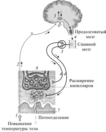 Грамотная регуляция тепла тела