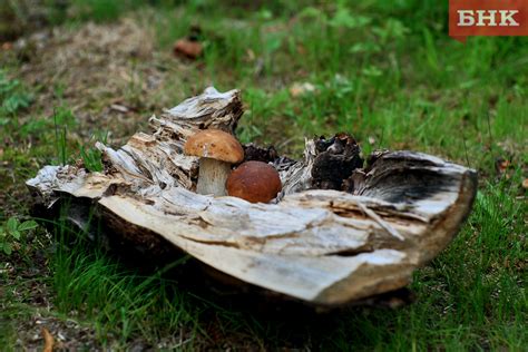 Грибы запрещенные в экадаши