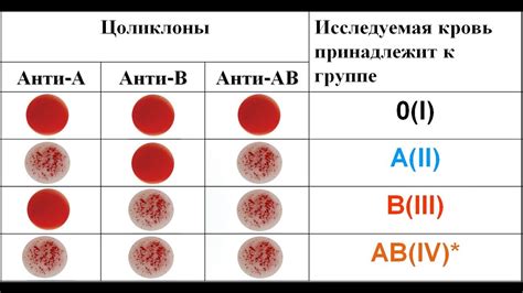 Группа крови