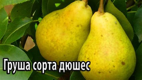 Груша для дюшеса