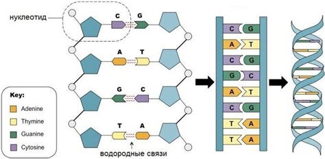 Гуаниновые нуклеотиды в ДНК: основные понятия