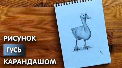 Гуся нарисовать акварелью: учебное руководство и хитрости