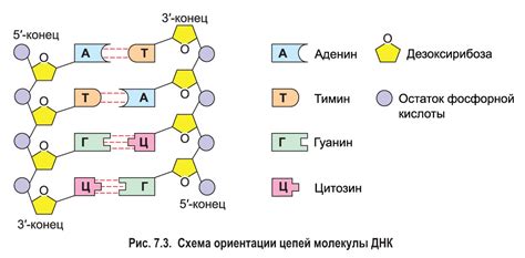 ДНК: структура и функции