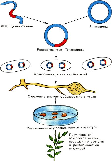 ДНК разных животных