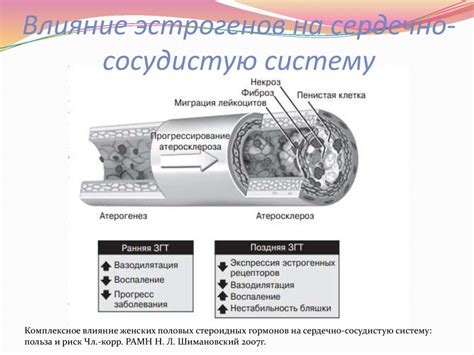 Действие гормонов на сердечно-сосудистую систему