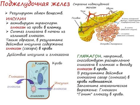 Действие гормонов на структуру волос